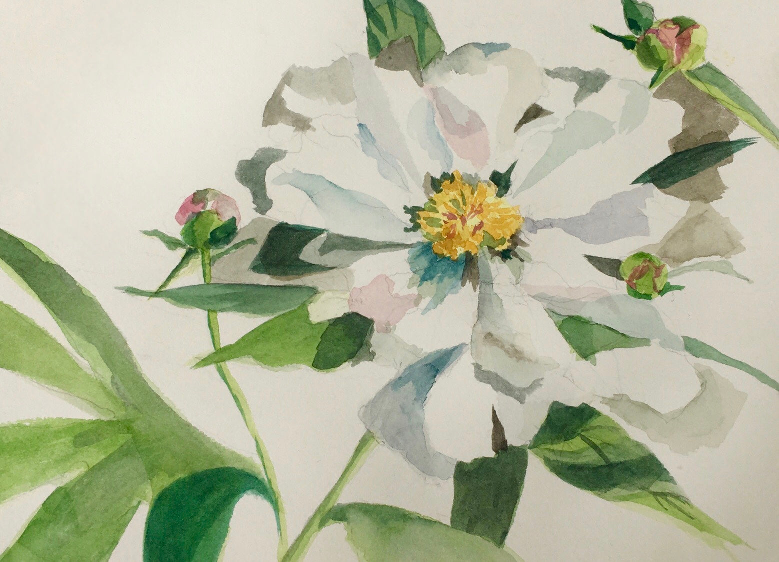Wool Peony on Sky